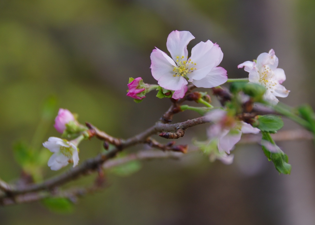 十月桜　＠ Denpark