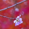 四季桜と紅葉の共演　＠小原四季桜