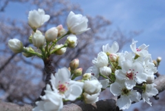 梨と桜の花のコラボ