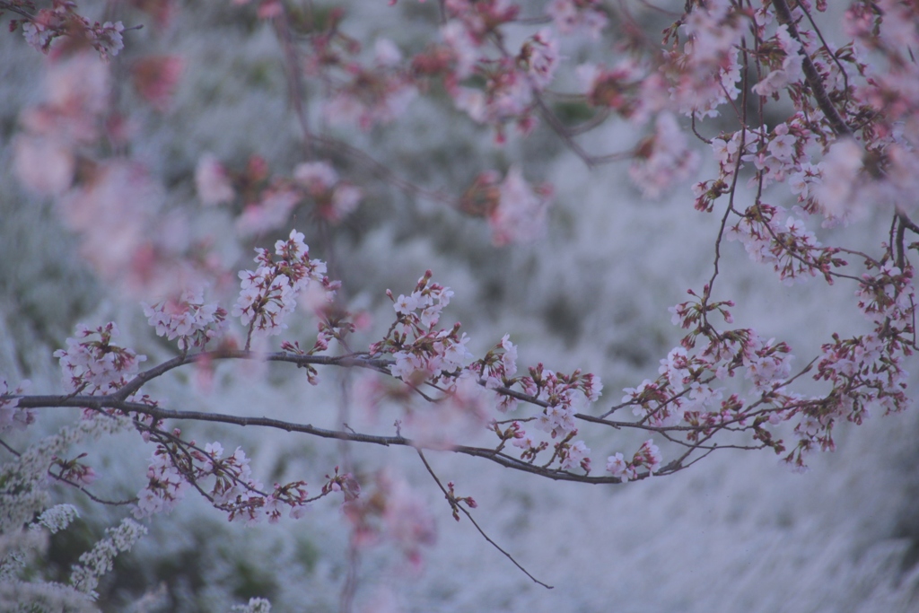 Spring Collaboration#1　＠柿田公園