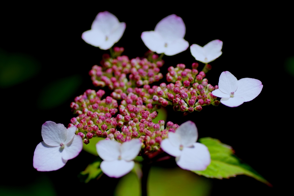 額紫陽花#2 @本光寺