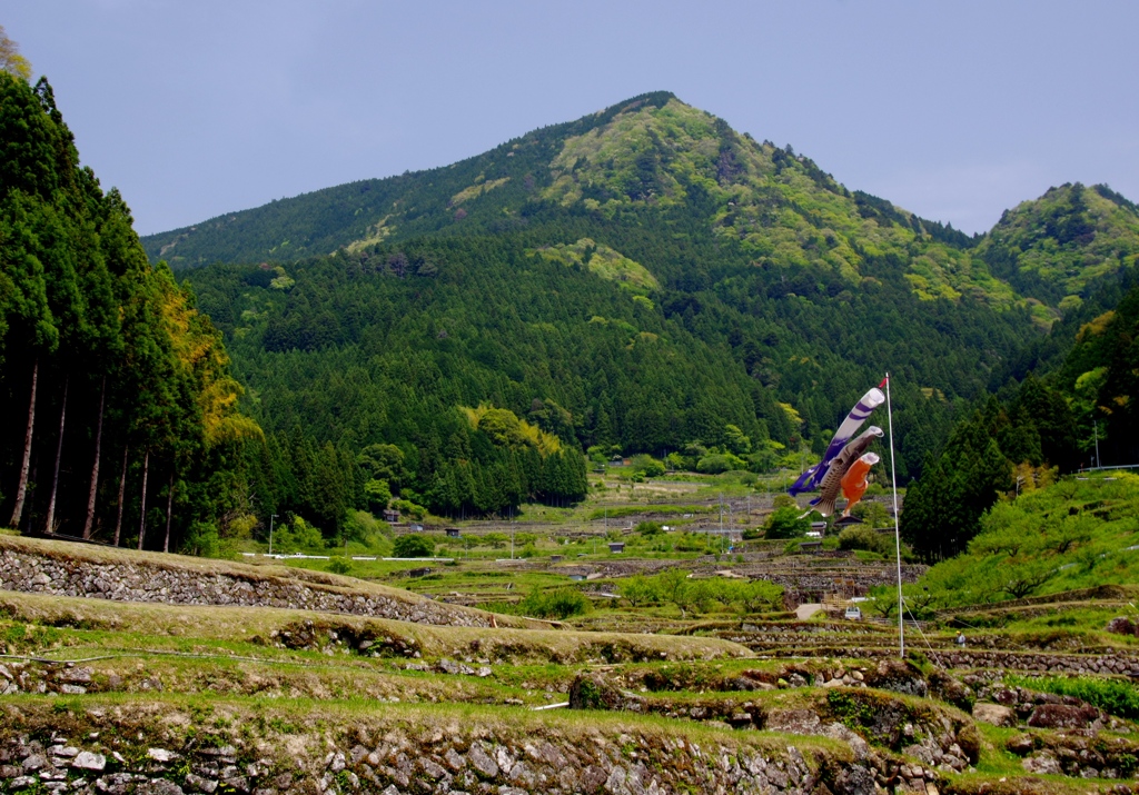 四谷　千枚田　＃１