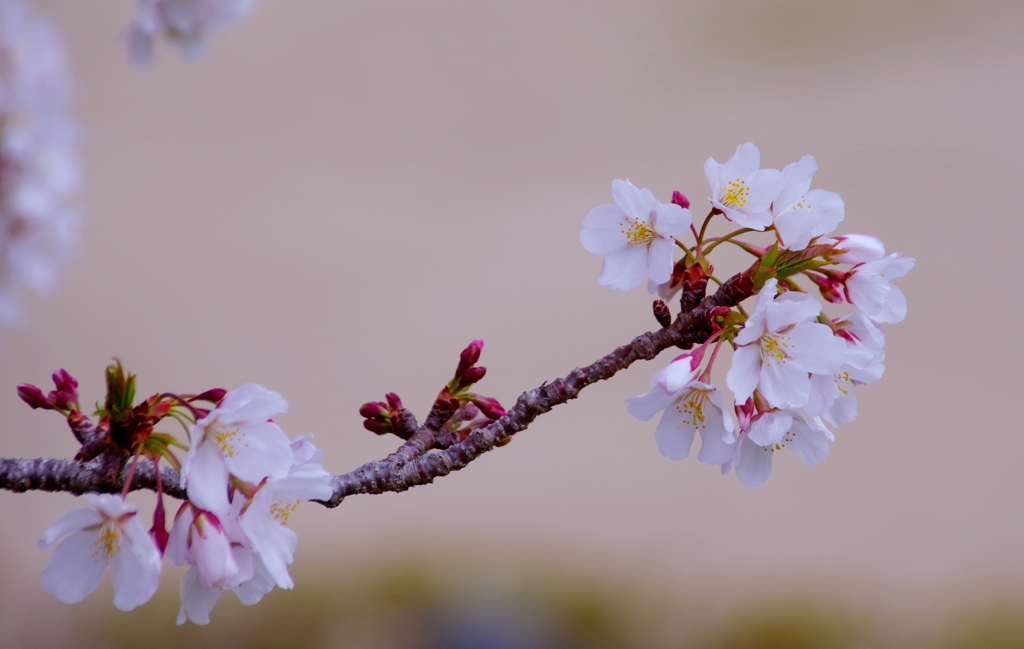 ゆきやなぎと桜のコラボ#3　＠柿田公園