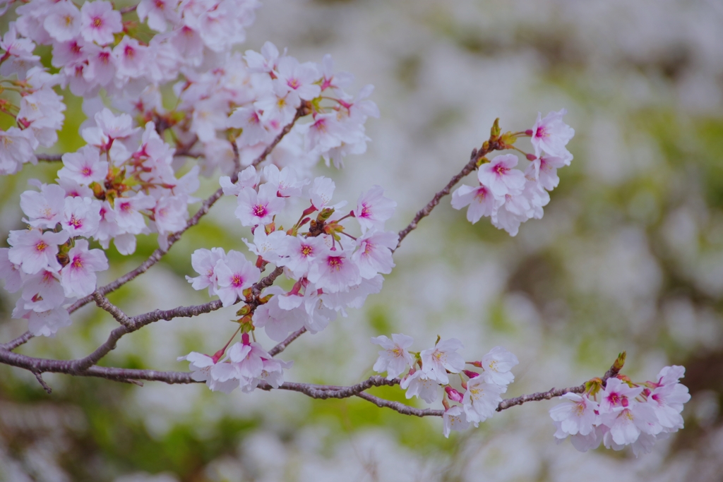 ゆきやなぎと桜のコラボ#2　＠柿田公園