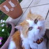 猫君と猫植木鉢