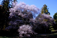 四季桜　＠緑化センター