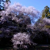 四季桜　＠緑化センター