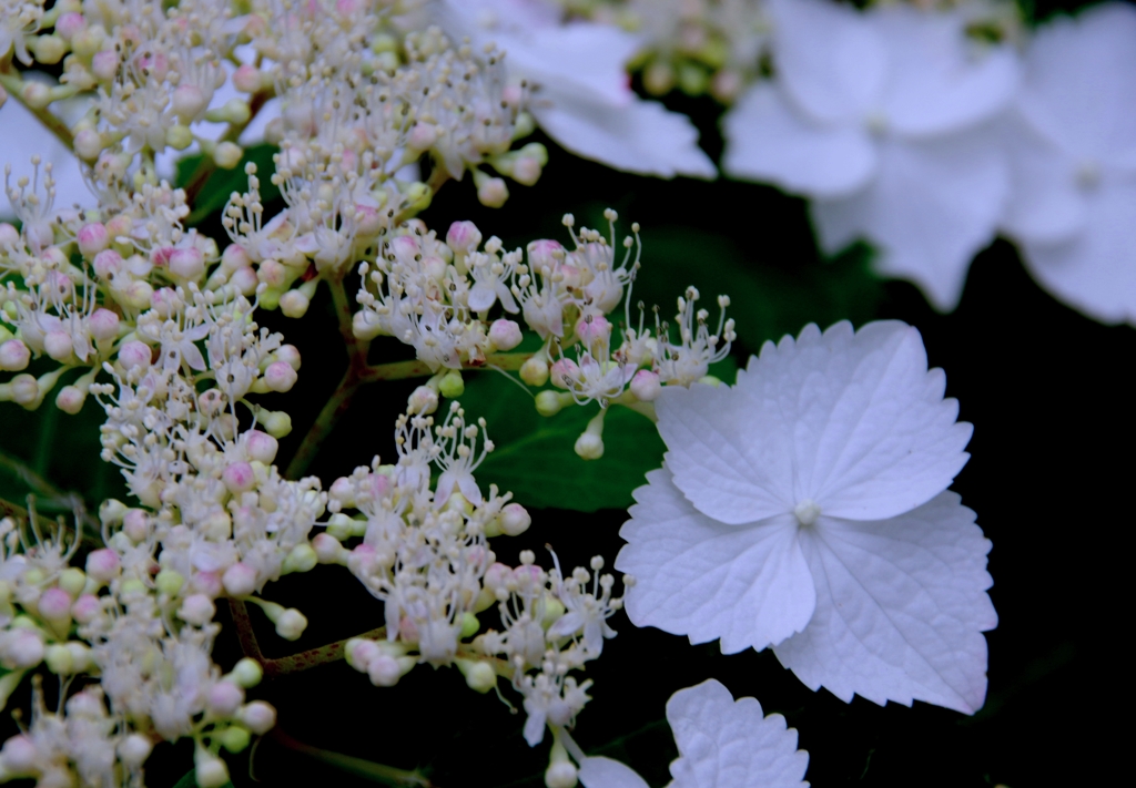 謙虚な白　＠徳川園　