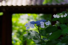 山門とのコラボレーション