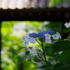 山門とのコラボレーション
