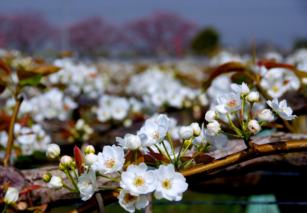 安城梨の花のカーテン　バックは散り初め桜　＃４