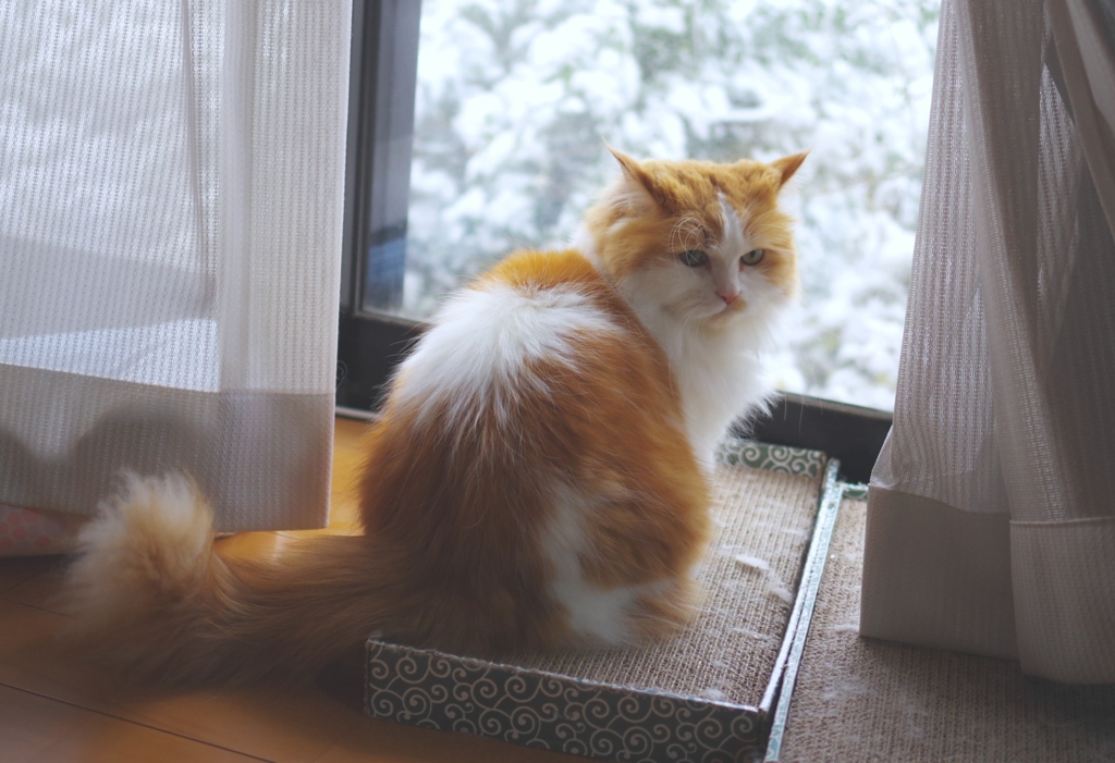 雪見猫 #２ 　こっち向いて編