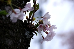 岡崎城公園　桜　老木