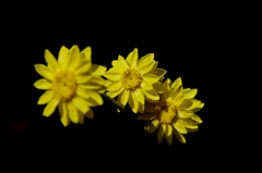 我家のｶﾞｰﾃﾞﾆﾝｸﾞ　ｲｴﾛー３兄弟　上から