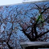 映る桜　＠My Car