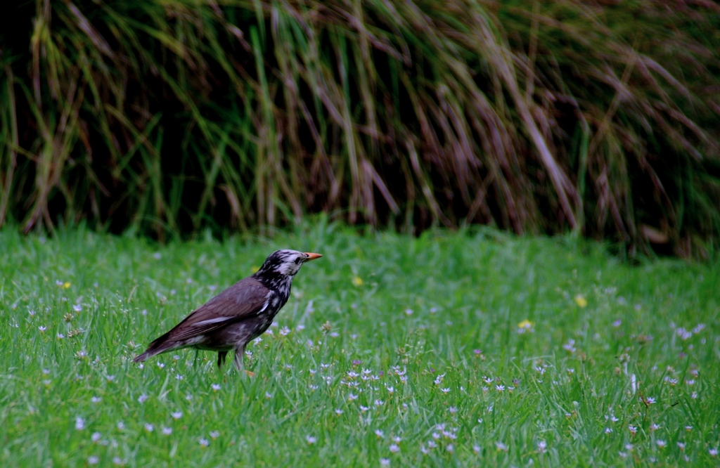 むくどり　＠徳川園