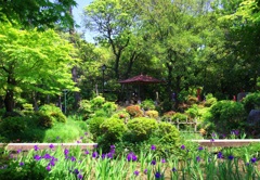 八橋かきつばた＃２