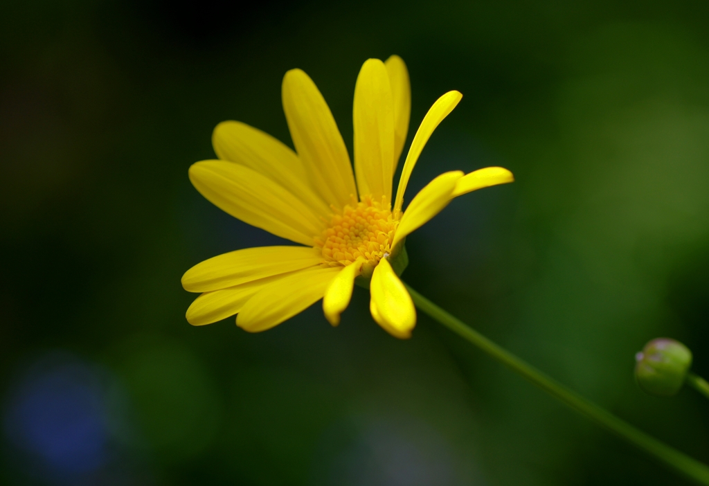 この一輪　＠我家のガーデニング