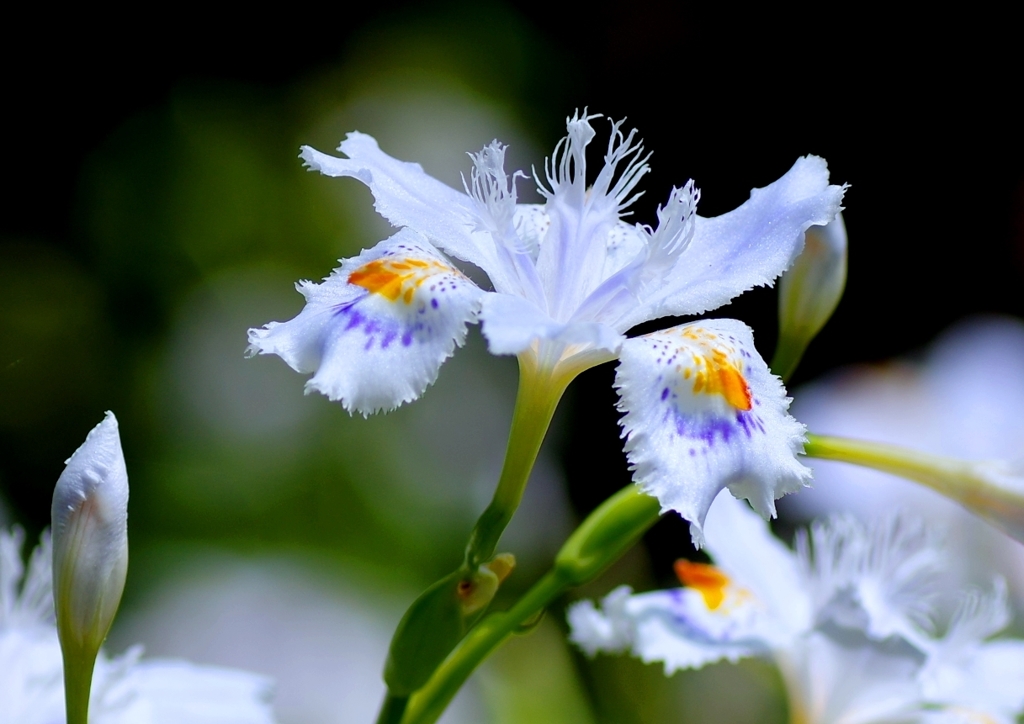 シャガ群生　＠徳川園
