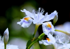 シャガ群生　＠徳川園