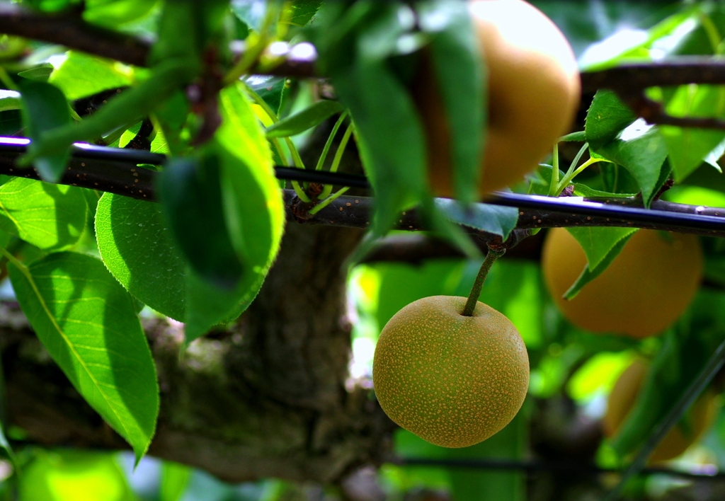 今年も豊作　＠安城梨