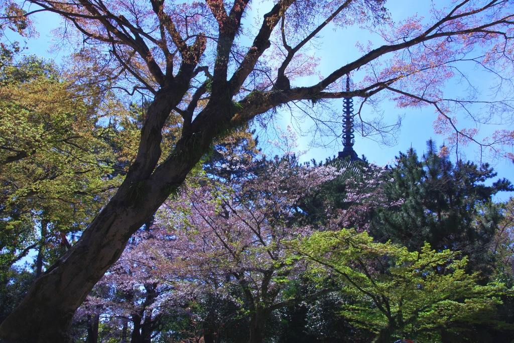桜散り初める太古の森#1　＠　興福寺