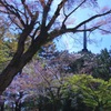 桜散り初める太古の森#1　＠　興福寺