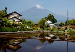 田んぼ　富士山アート　＠富士宮