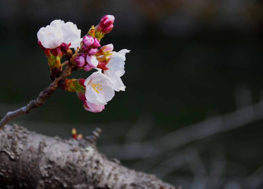 倉敷美観地区　桜咲き始めました＃２