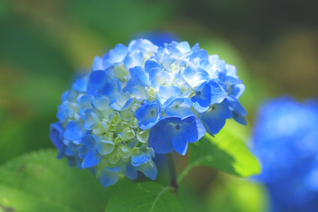 紫陽花日和#2　キラッ　＠本光寺