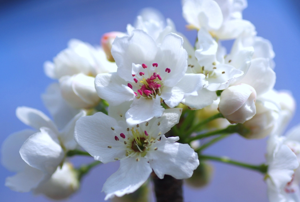 梨の花　