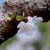 柿田公園の桜　#2