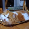 ひんやりと。　心地いいにゃぁ～