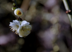 もーすぐ春ですね#2　まず一輪　＠龍尾神社　