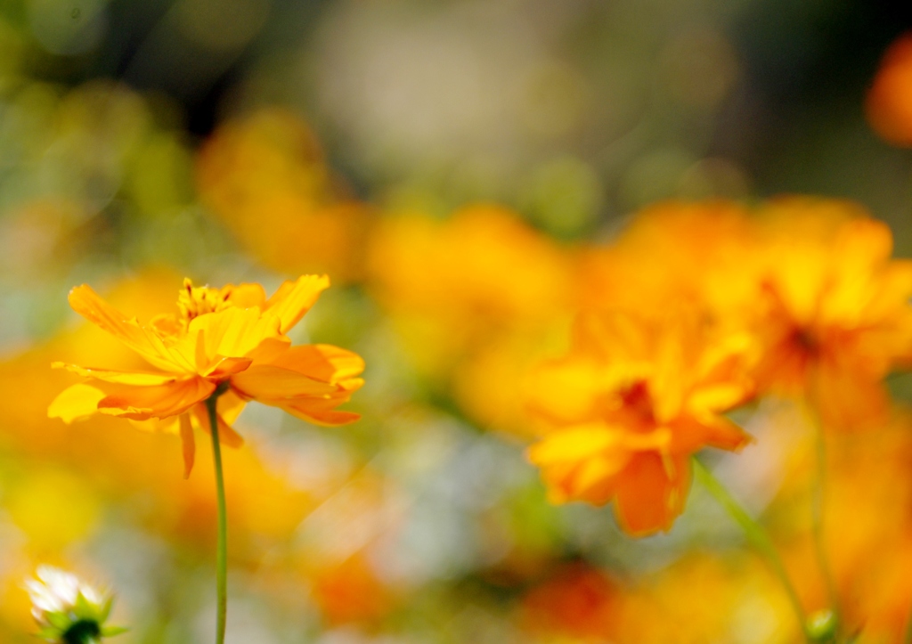 花と蝶　花のみ