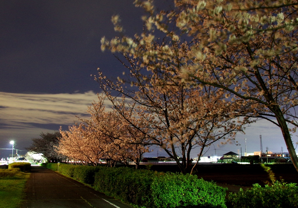 安城自転車道　夜桜　＃１