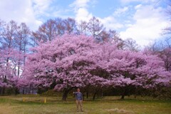 高遠城跡桜祭り#4