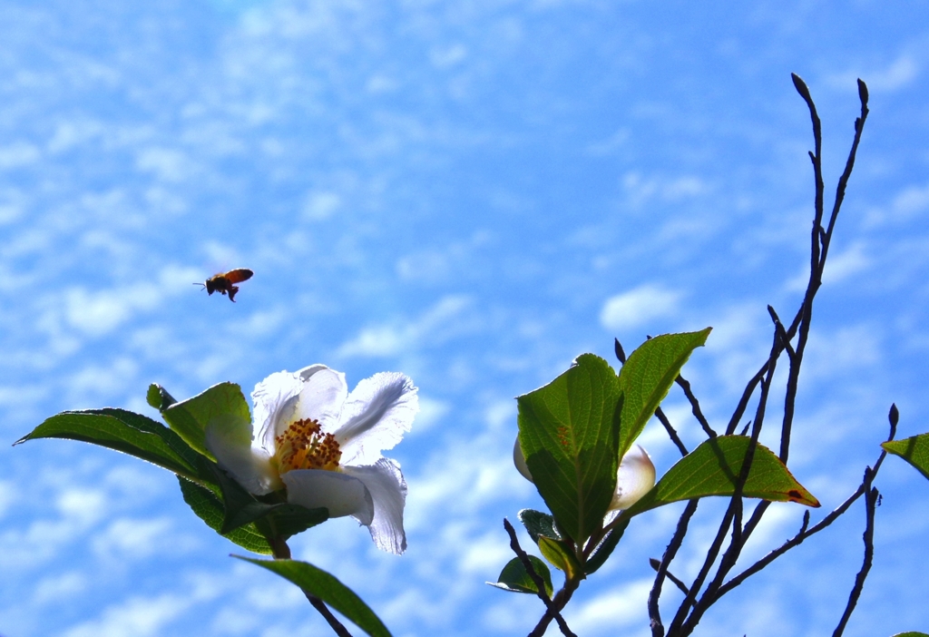 シャラの花と梅雨の合間の青空　＠我家のシンボルツリー