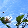 シャラの花と梅雨の合間の青空　＠我家のシンボルツリー
