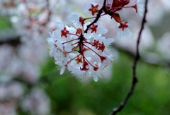 べにばすもも　＠秘密の花園
