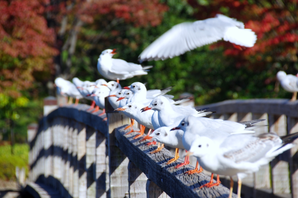 位置について、よ～い　！　＠　白鳥庭園