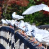 位置について、よ～い　！　＠　白鳥庭園