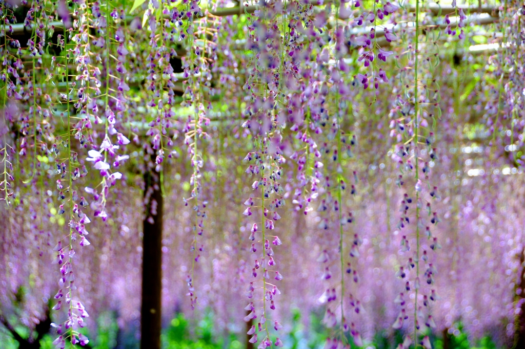 岡崎城公園の藤　＃２　