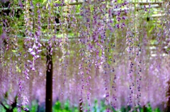 岡崎城公園の藤　＃２　