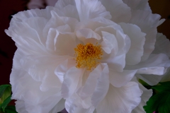 ほわほわの牡丹