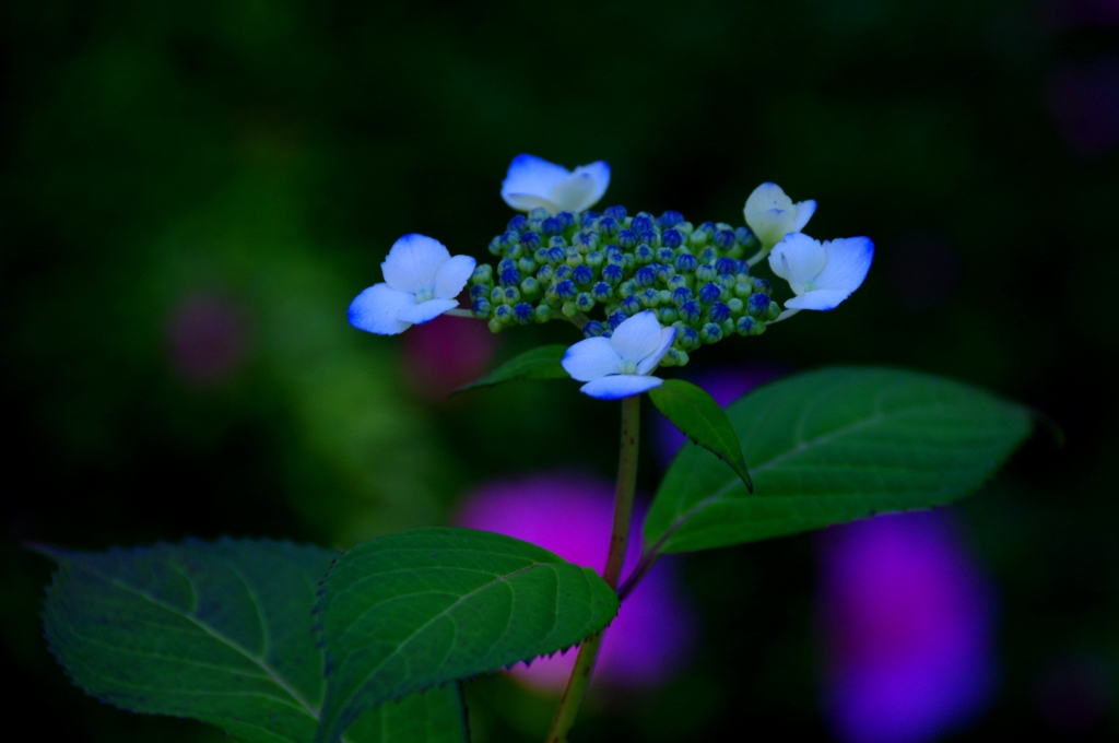 龍潭寺　あじさい　@直虎ゆかりの寺