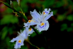 シャガ　＠鳳来寺山