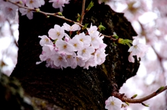 岡崎城公園　桜　ドーナツ