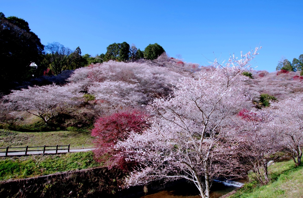 師走の桜　＠小原