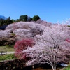 師走の桜　＠小原